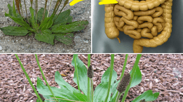 Fast Relief! This Will Wipe Out Joint Pain for 15 Years with One Simple Tea!
