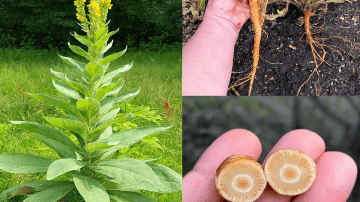 Mix Chia Seeds with Lemon Juice and Drink It – What Happens After a Week Will Astound You!