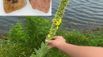 The Humble Greater Milkweed May Offer More Health Benefits Than You Think
