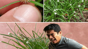 10 Anti-Aging Foods That Rebuild Collagen & Keep You Glowing