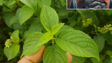 Cinnamon Tea Benefits: From Ancient Remedy to Modern Superdrink