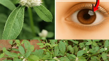 The Drink That Would Empty All Hospitals: Cinnamon, Hibiscus, Garlic, Oregano Tea