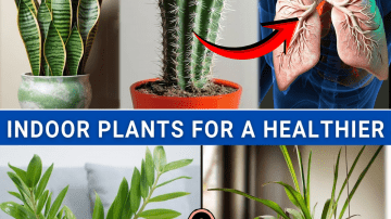 The Forgotten Food That Melts Away Joint Pain and Swelling Naturally