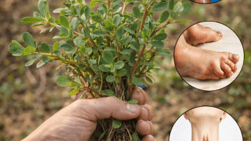 Top 5 Beans Every Senior Should Eat to LOWER Blood Pressure Naturally (Drop 10–25 Points Without Extra Pills)